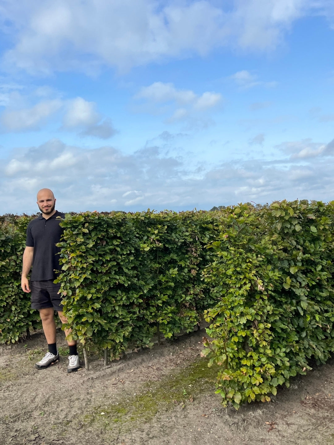 Green Beech | Fagus Sylvatica | 1m Instant Hedging Length