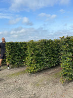 Green Beech | Fagus Sylvatica | 1m Instant Hedging Length
