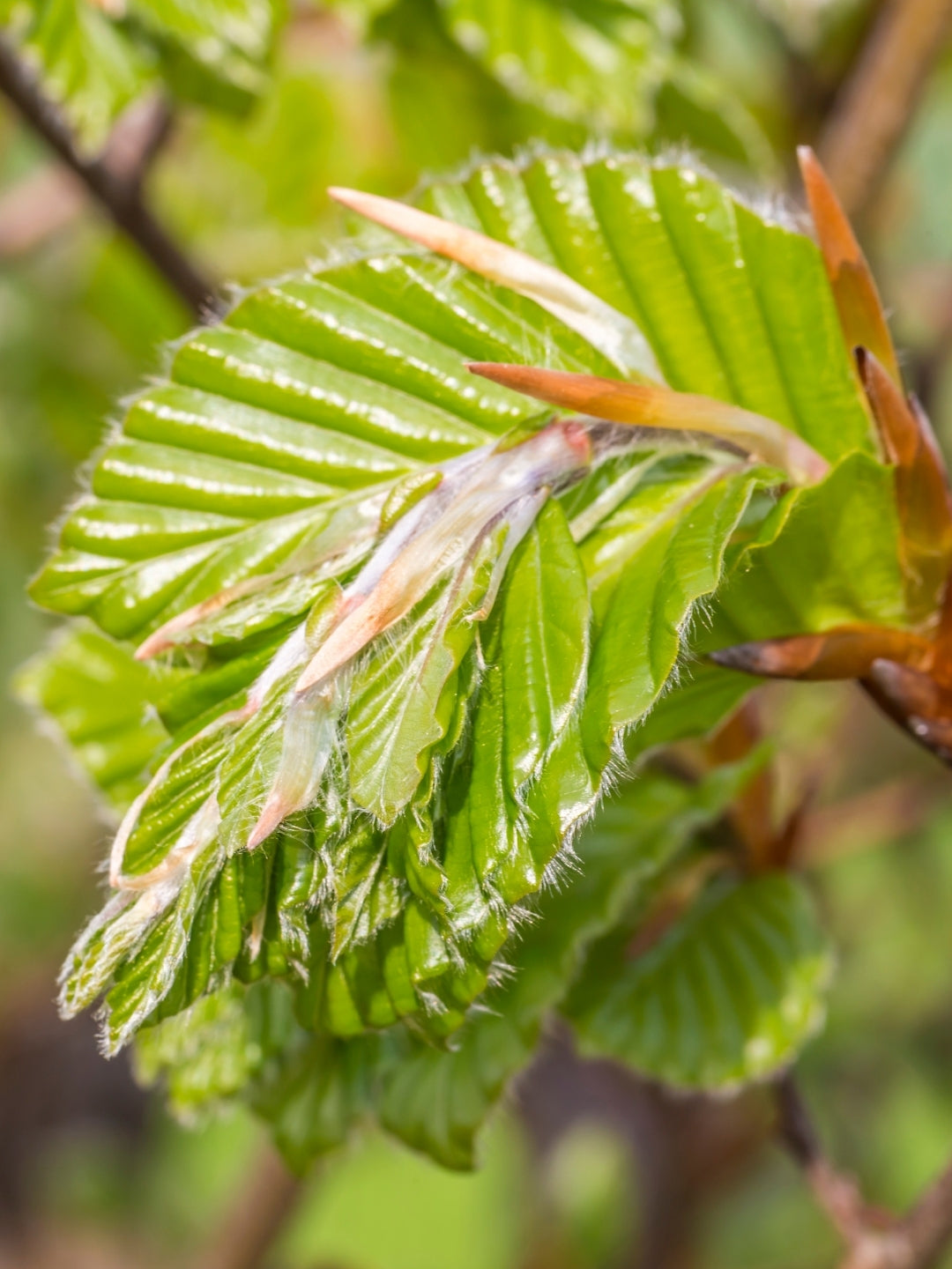 Green Beech | Fagus Sylvatica | 1m Instant Hedging Length