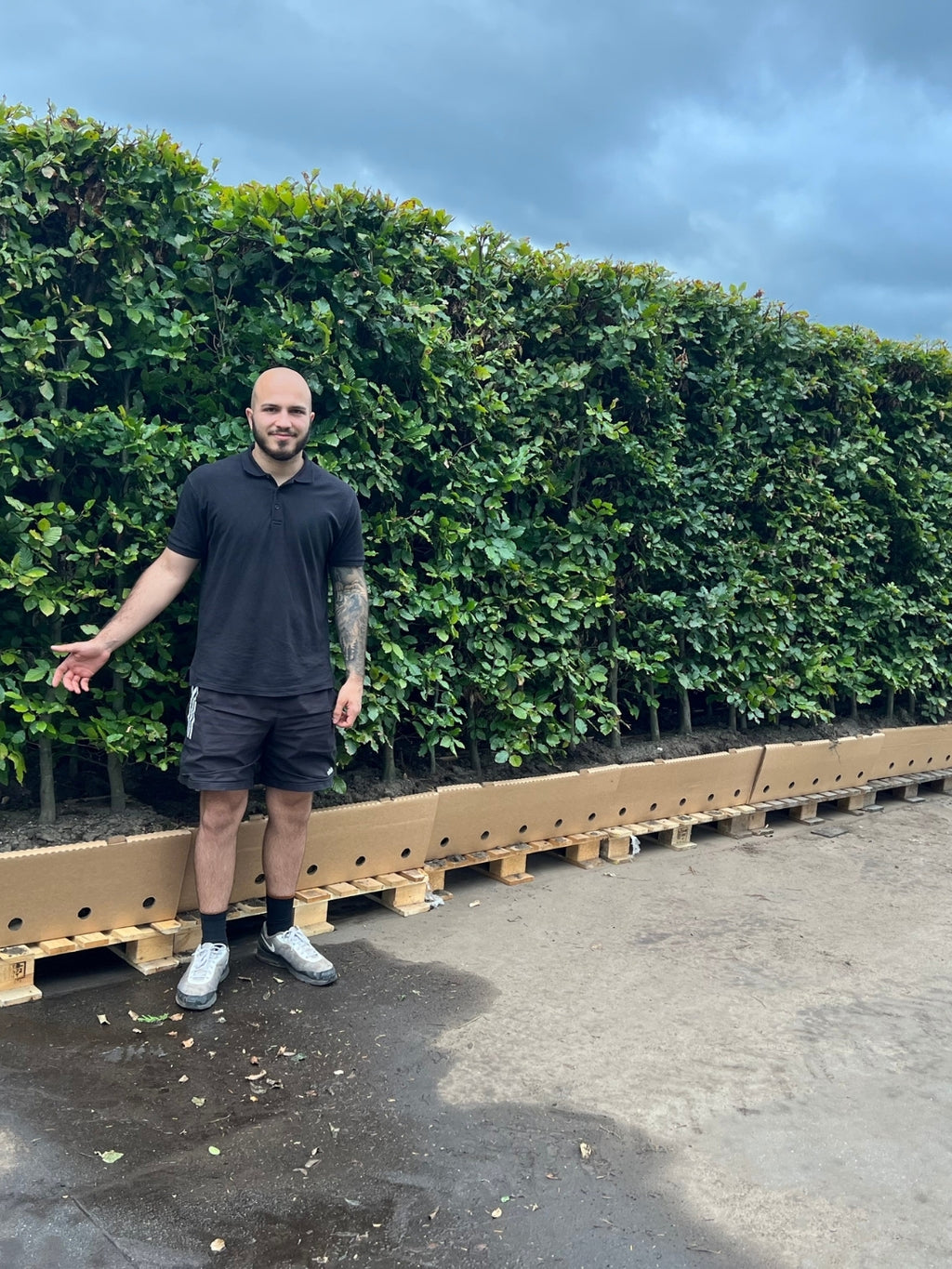 Green Beech | Fagus Sylvatica | 1m Instant Hedging Length