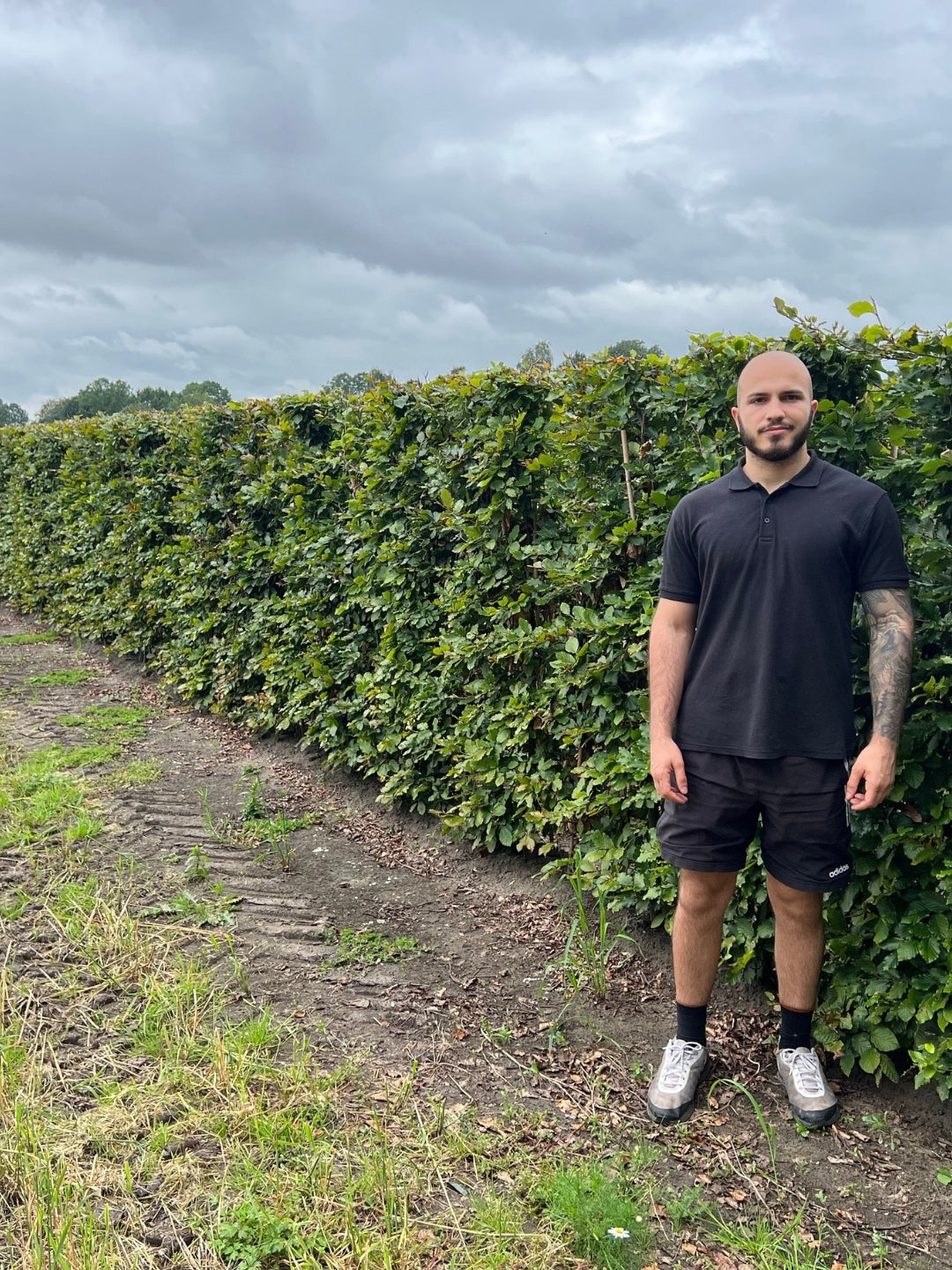 Green Beech | Fagus Sylvatica | 1m Instant Hedging Length
