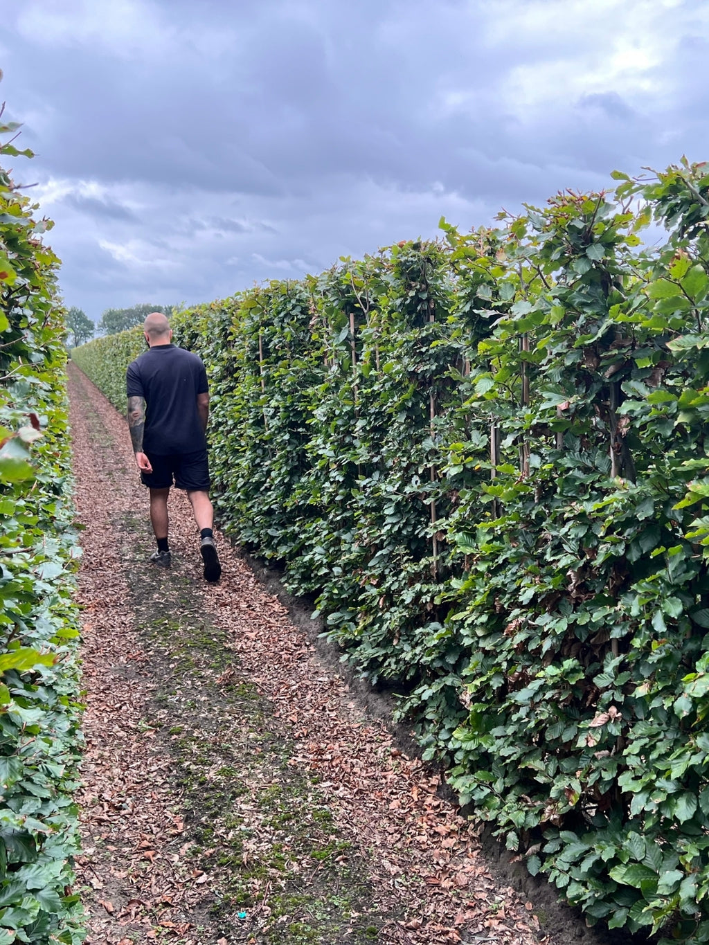 Green Beech | Fagus Sylvatica | 1m Instant Hedging Length