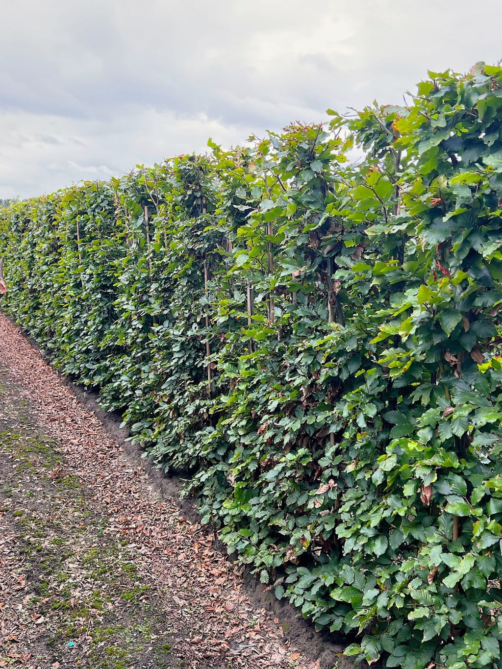 Green Beech | Fagus Sylvatica | 1m Instant Hedging Length