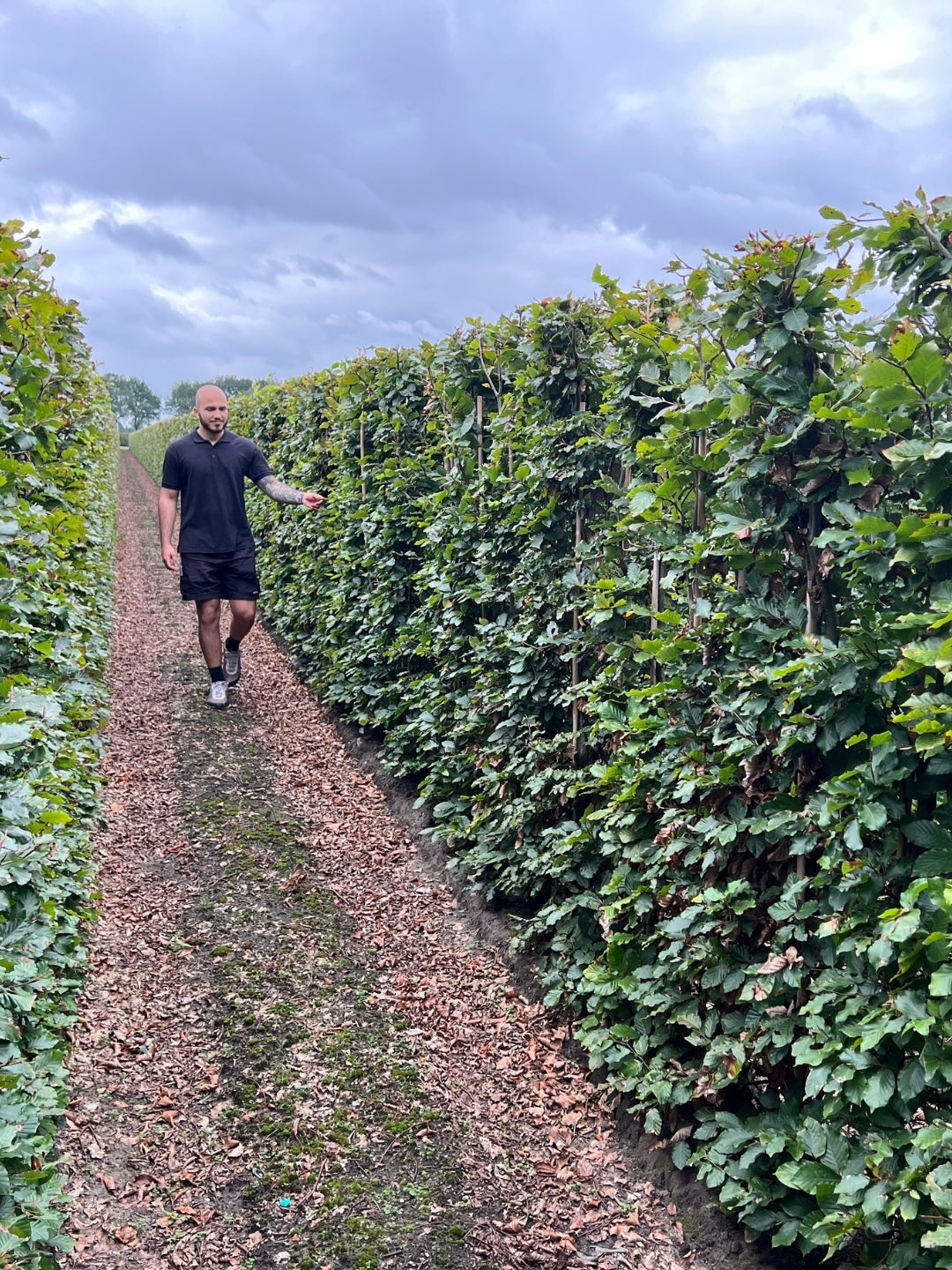 Green Beech | Fagus Sylvatica | 1m Instant Hedging Length