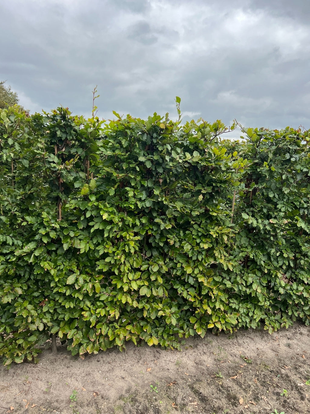 Green Beech | Fagus Sylvatica | 1m Instant Hedging Length