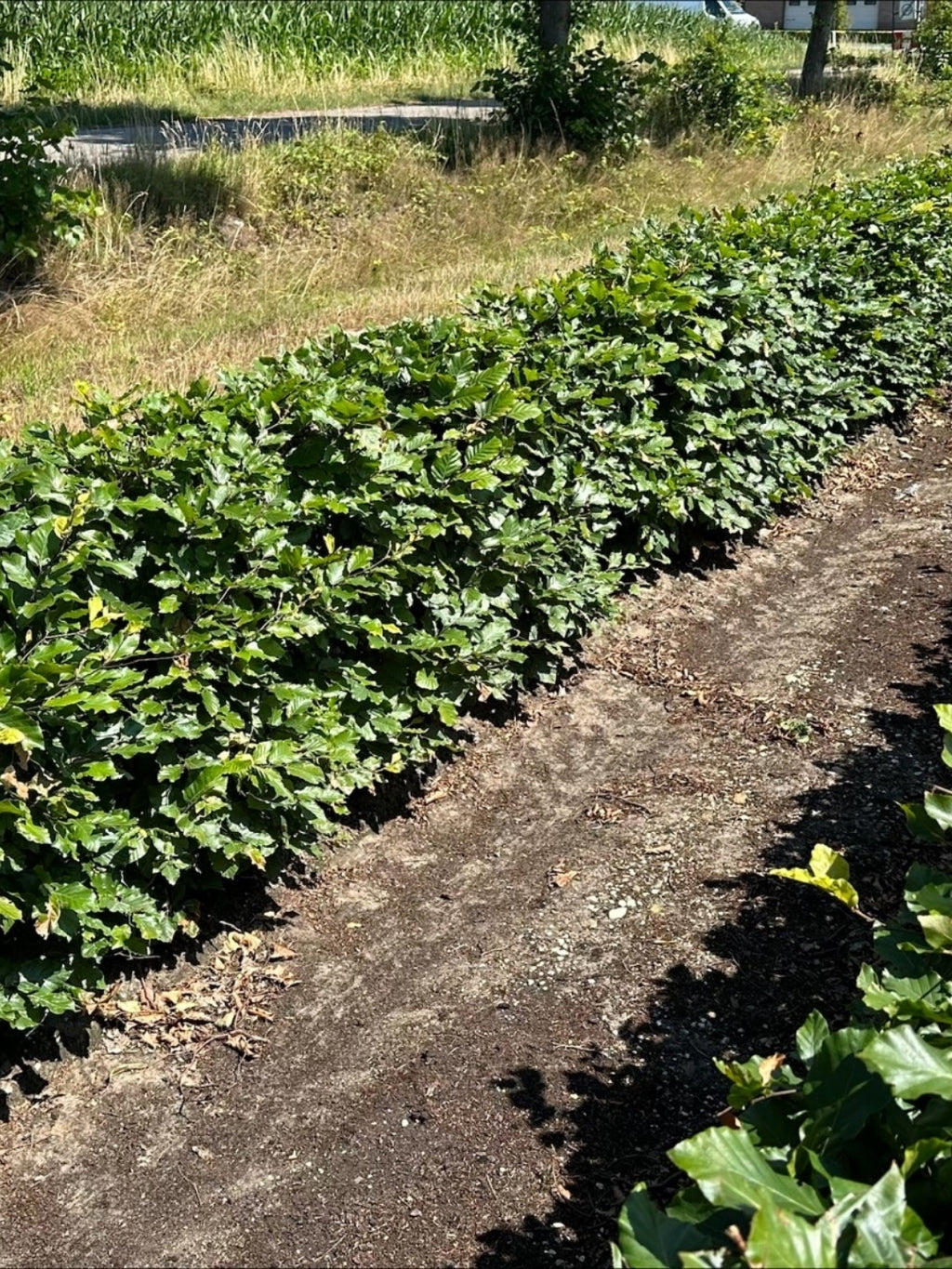 Green Beech | Fagus Sylvatica | 1m Instant Hedging Length
