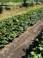 Green Beech | Fagus Sylvatica | 1m Instant Hedging Length