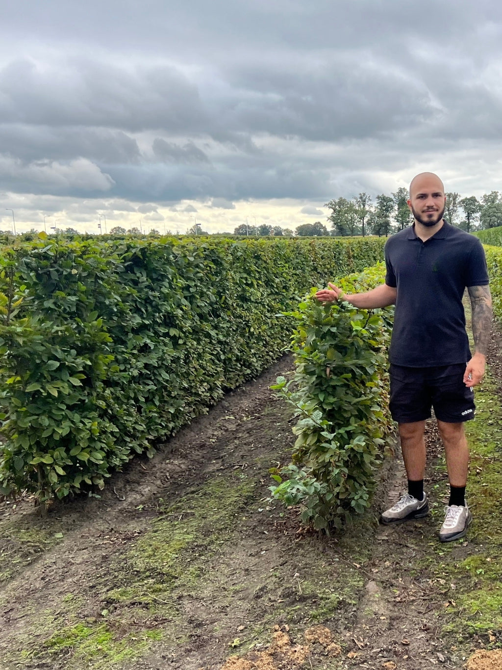 Hornbeam | Carpinus Betulus | 1m Instant Hedging Length