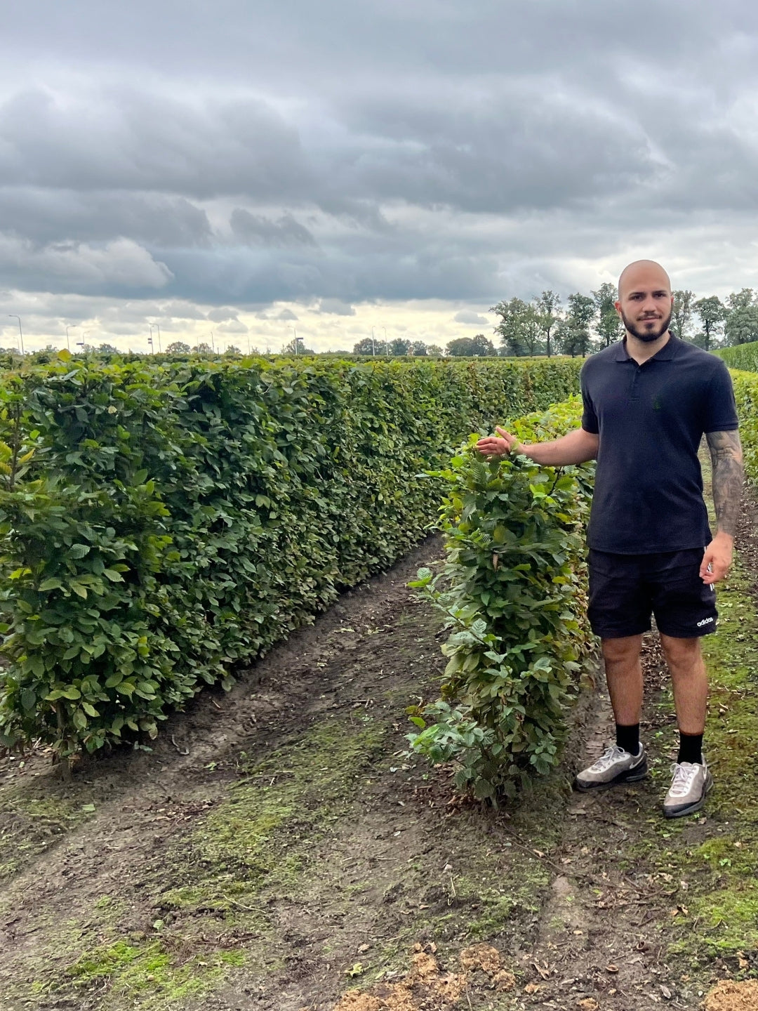 Hornbeam | Carpinus Betulus | 1m Instant Hedging Length