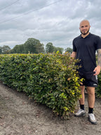 Hornbeam | Carpinus Betulus | 1m Instant Hedging Length