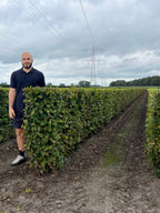Hornbeam | Carpinus Betulus | 1m Instant Hedging Length