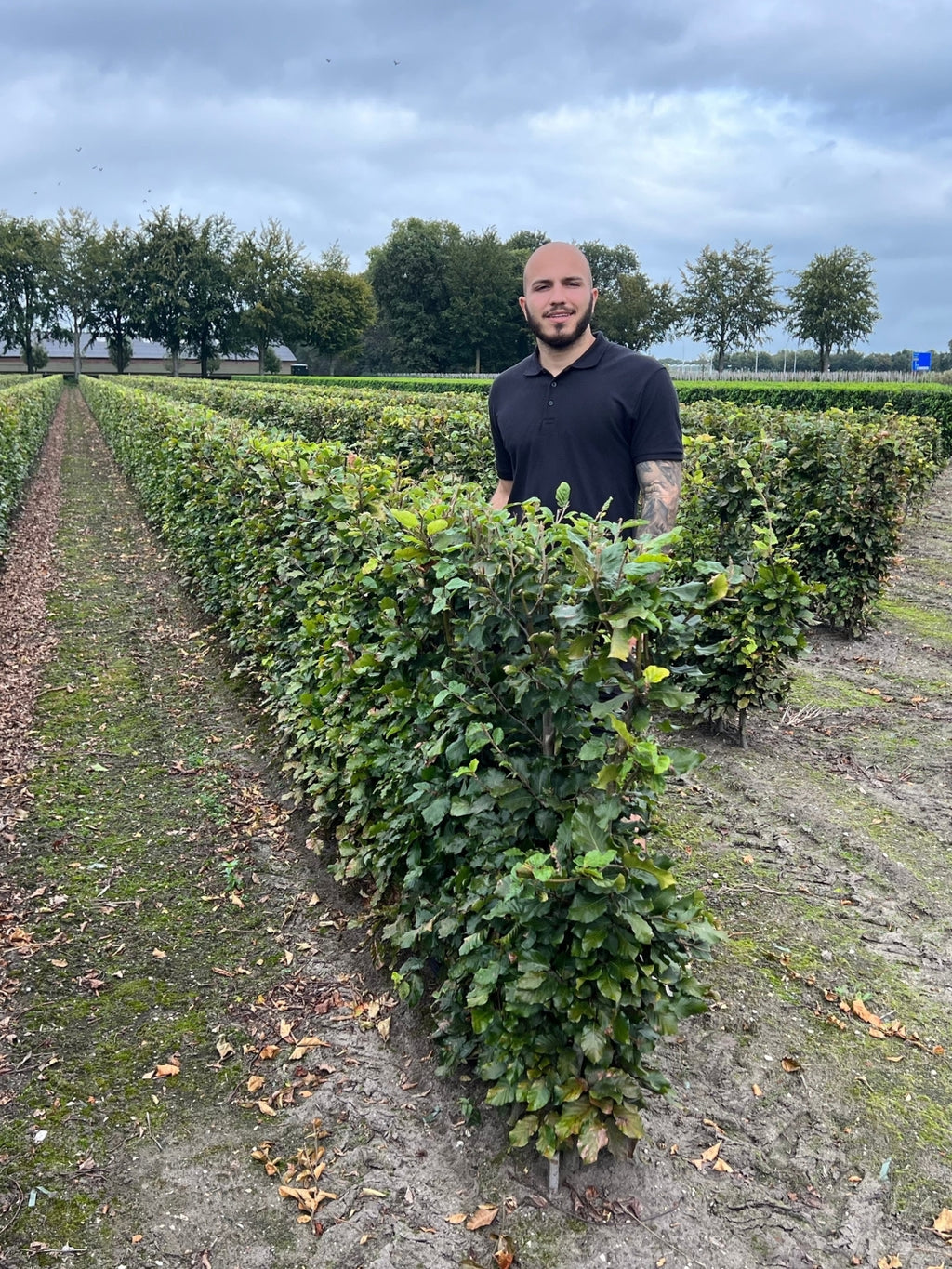 Hornbeam | Carpinus Betulus | 1m Instant Hedging Length