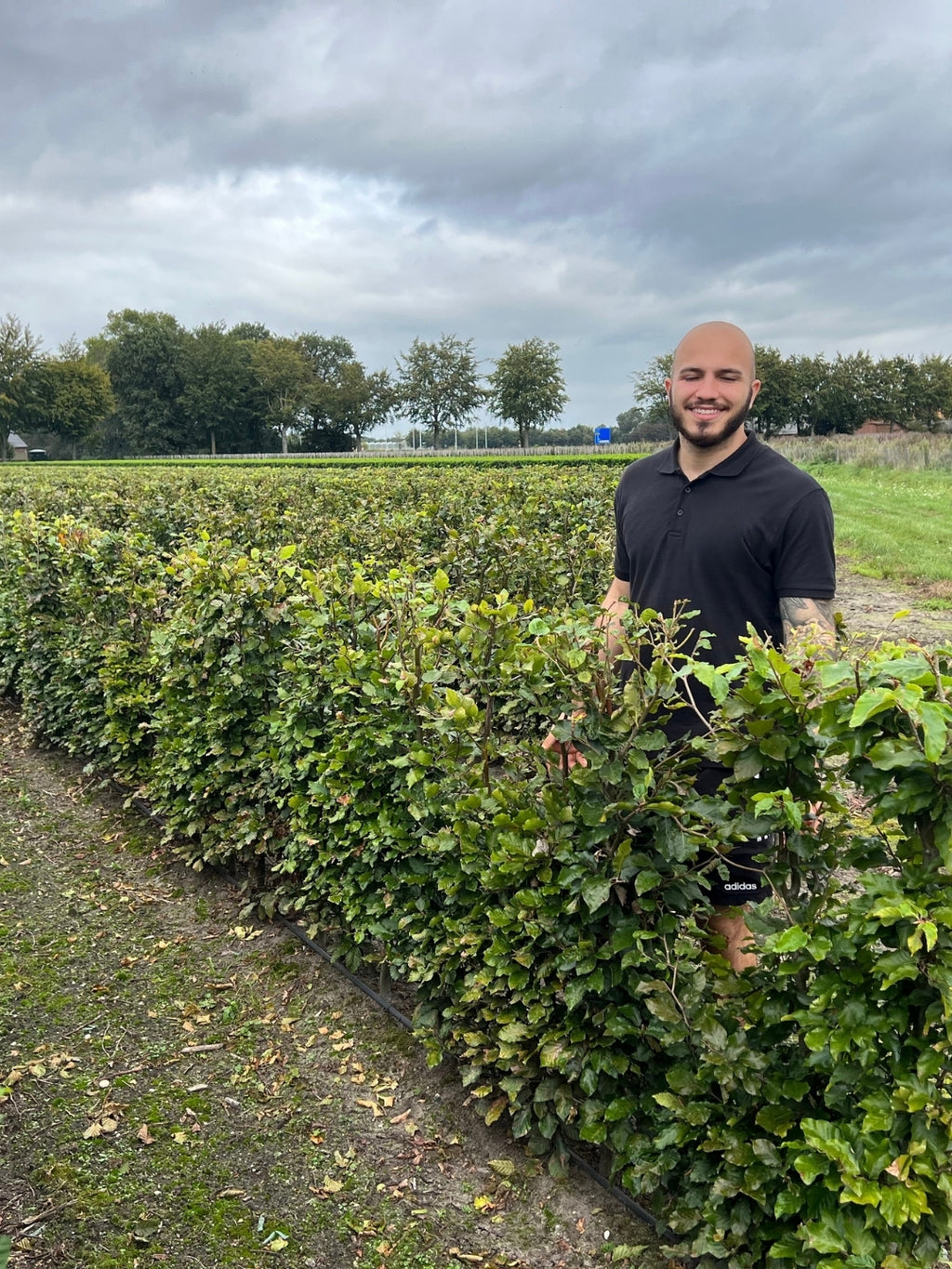 Hornbeam | Carpinus Betulus | 1m Instant Hedging Length