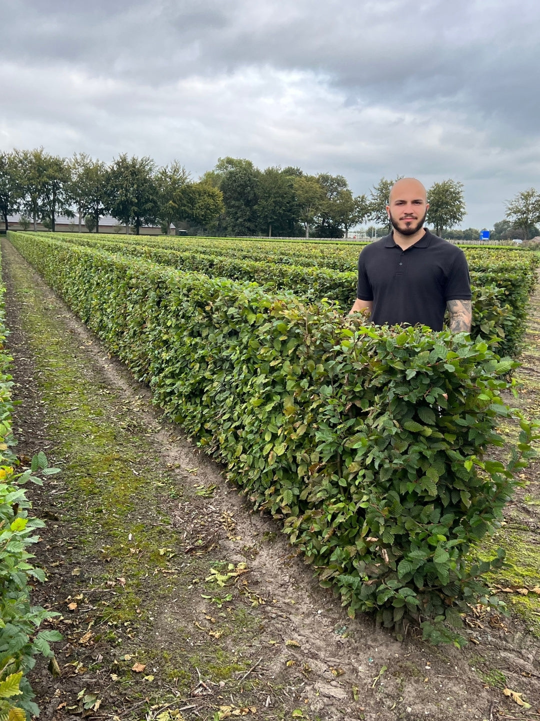 Hornbeam | Carpinus Betulus | 1m Instant Hedging Length