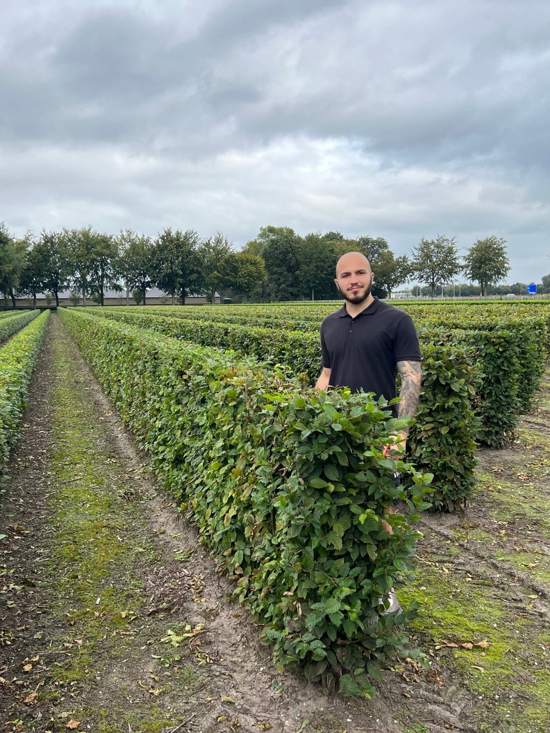 Hornbeam | Carpinus Betulus | 1m Instant Hedging Length