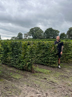 Hornbeam | Carpinus Betulus | 1m Instant Hedging Length