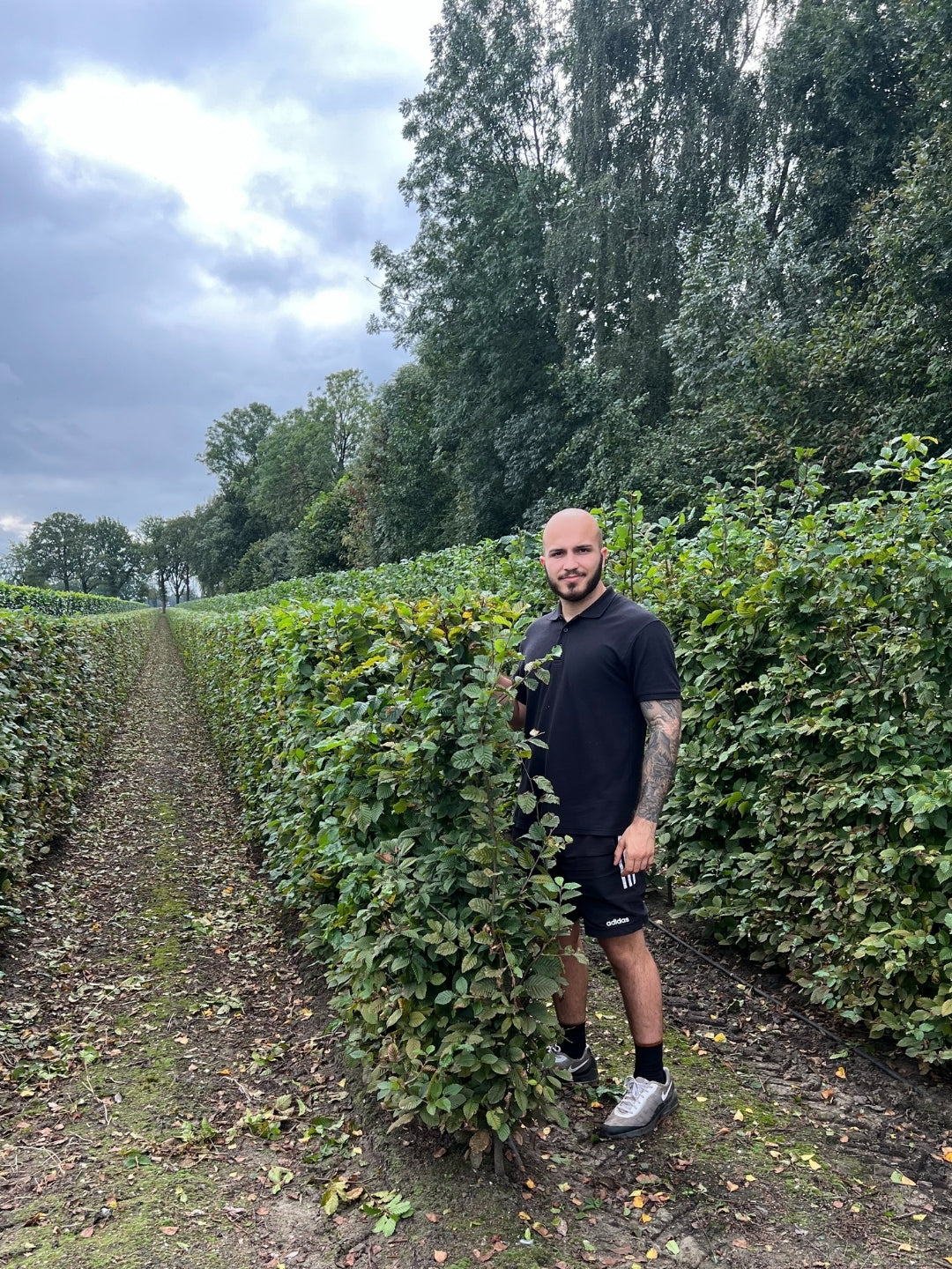 Hornbeam | Carpinus Betulus | 1m Instant Hedging Length