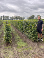 Hornbeam | Carpinus Betulus | 1m Instant Hedging Length