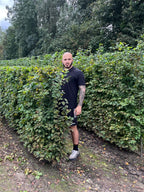 Hornbeam | Carpinus Betulus | 1m Instant Hedging Length