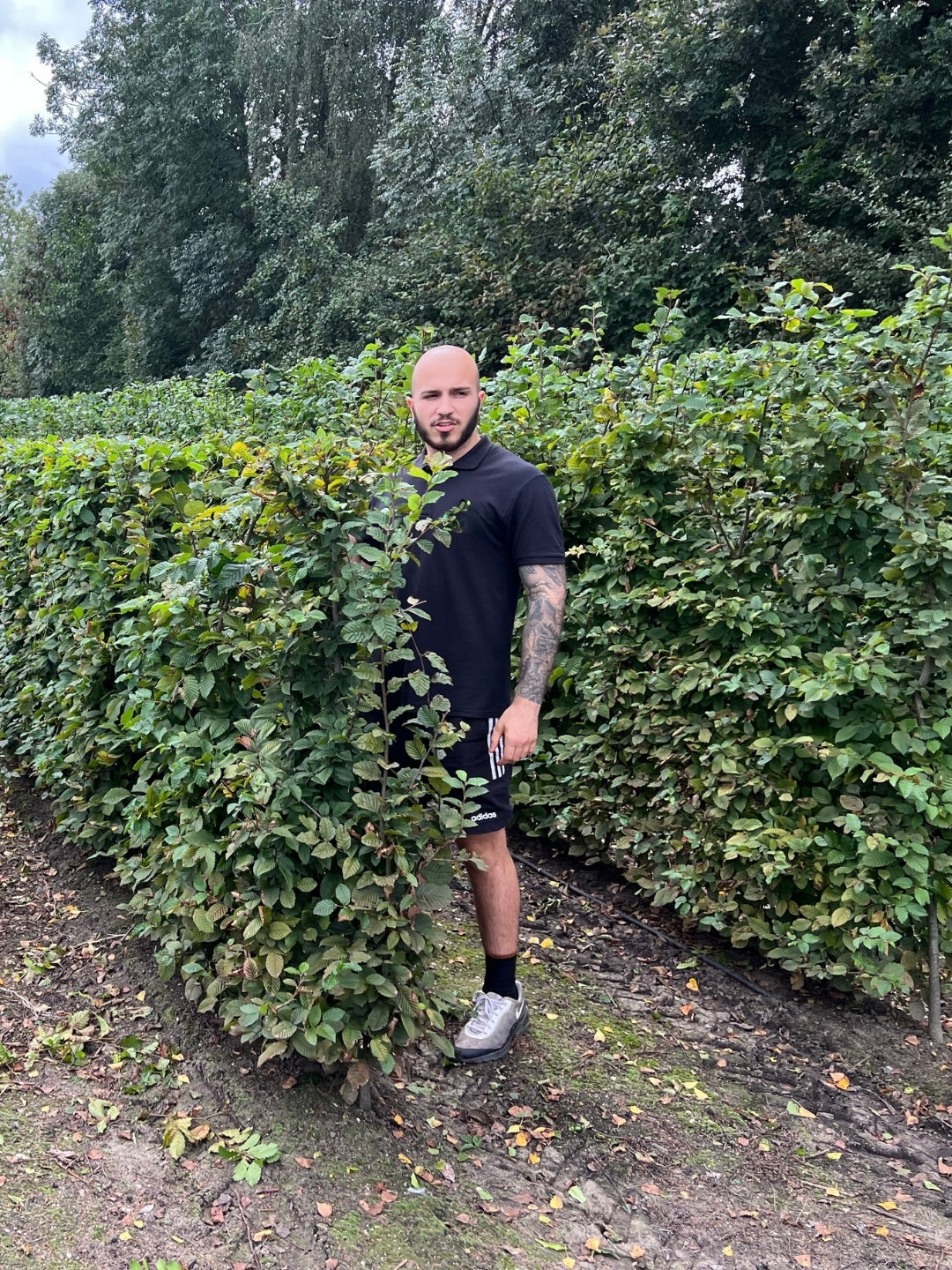 Hornbeam | Carpinus Betulus | 1m Instant Hedging Length