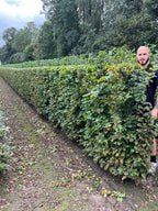 Hornbeam | Carpinus Betulus | 1m Instant Hedging Length