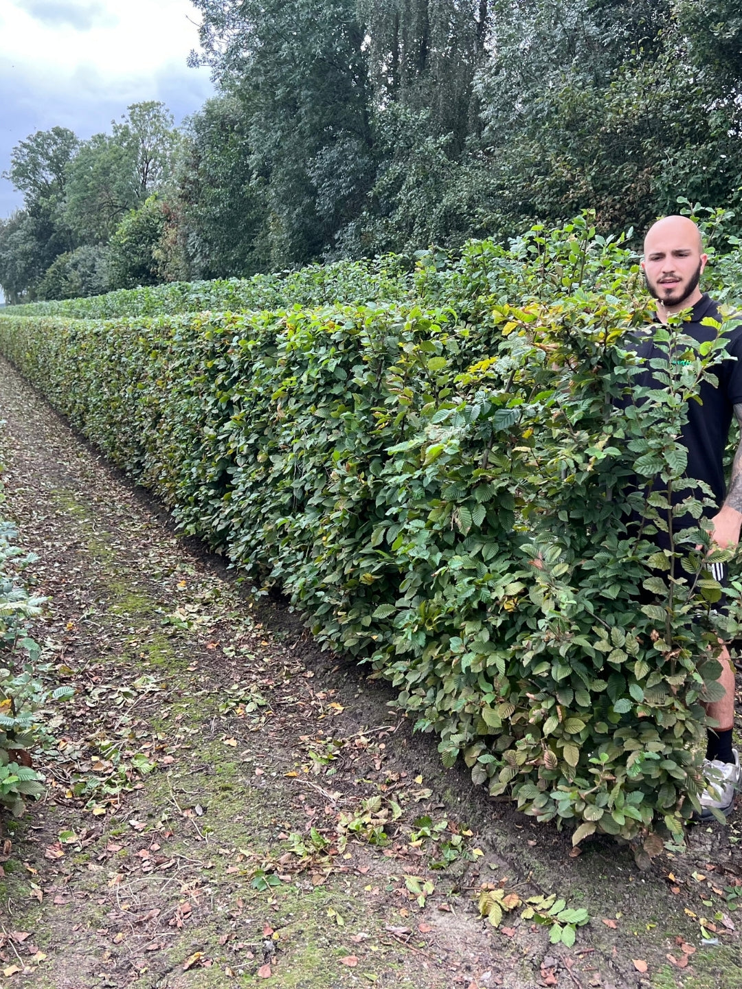 Hornbeam | Carpinus Betulus | 1m Instant Hedging Length