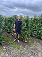 Hornbeam | Carpinus Betulus | 1m Instant Hedging Length