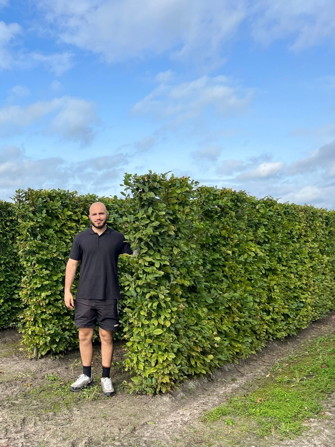 Hornbeam | Carpinus Betulus | 1m Instant Hedging Length
