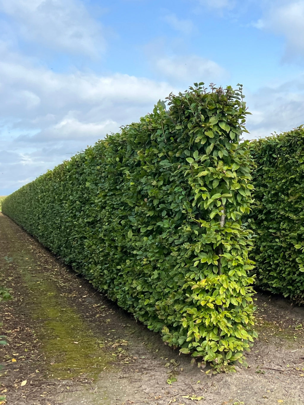 Hornbeam | Carpinus Betulus | 1m Instant Hedging Length