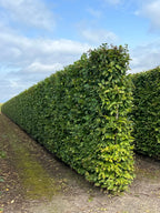 Hornbeam | Carpinus Betulus | 1m Instant Hedging Length