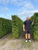 Hornbeam | Carpinus Betulus | 1m Instant Hedging Length