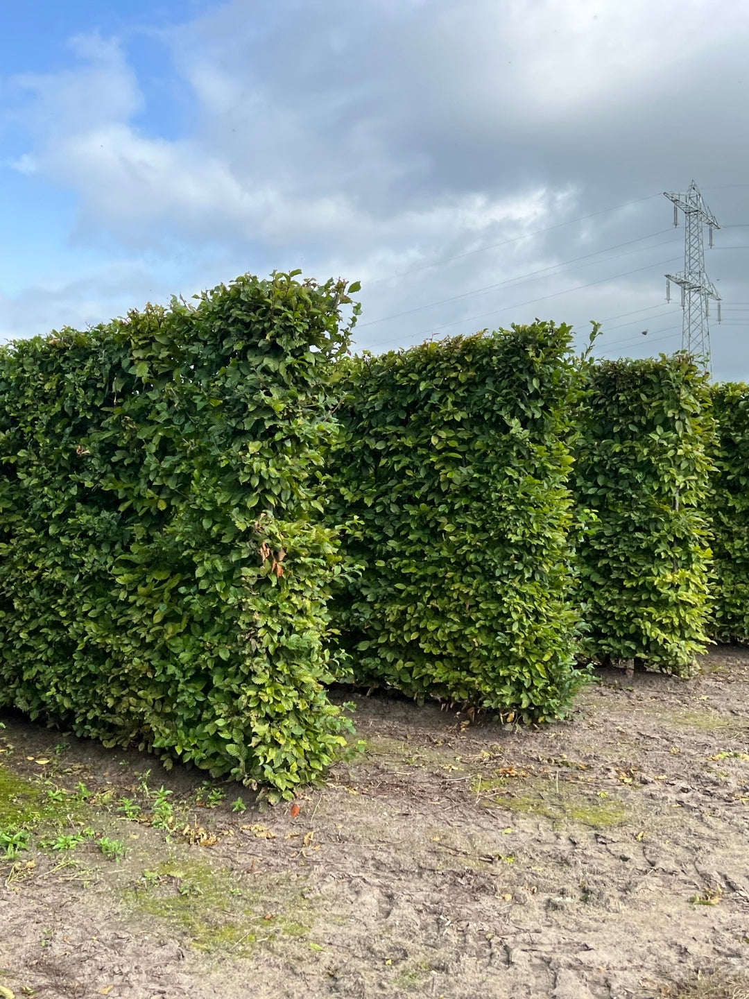 Hornbeam | Carpinus Betulus | 1m Instant Hedging Length