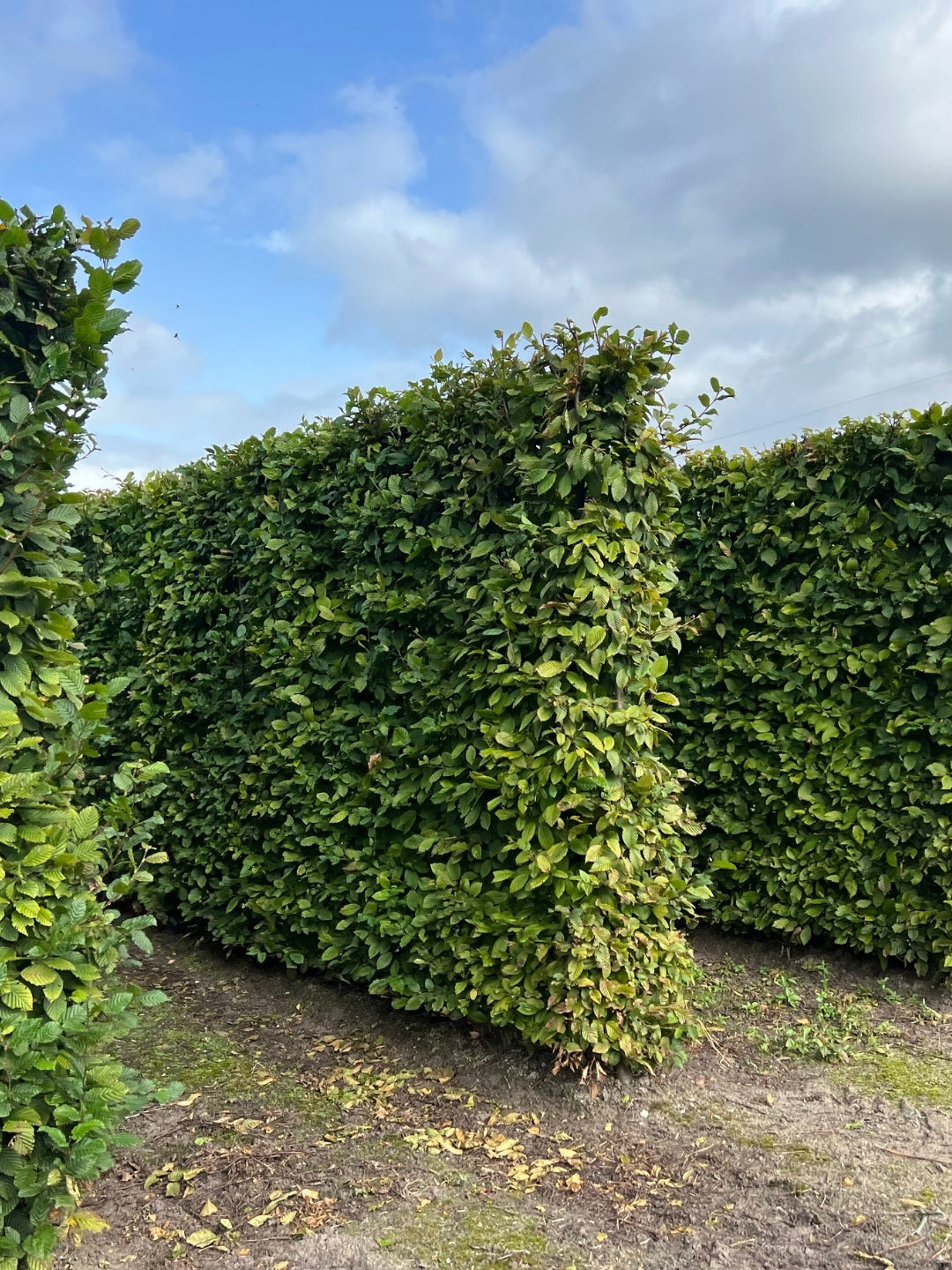 Hornbeam | Carpinus Betulus | 1m Instant Hedging Length