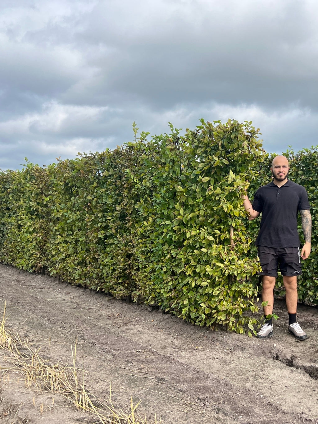Hornbeam | Carpinus Betulus | 1m Instant Hedging Length
