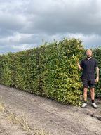 Hornbeam | Carpinus Betulus | 1m Instant Hedging Length