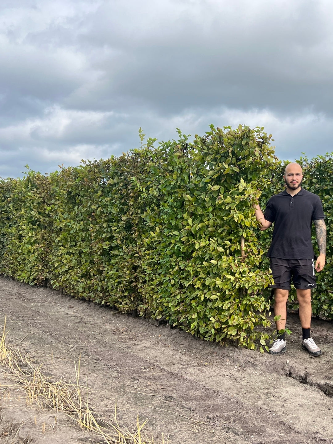 Hornbeam | Carpinus Betulus | 1m Instant Hedging Length