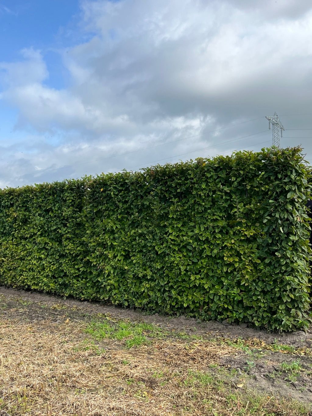 Hornbeam | Carpinus Betulus | 1m Instant Hedging Length
