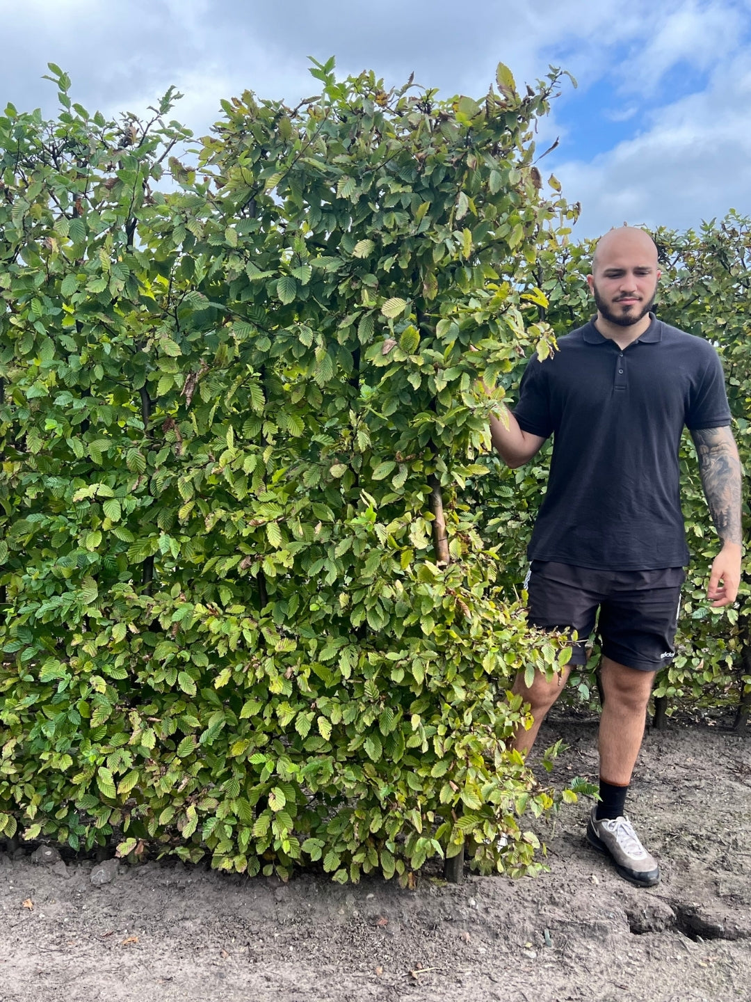 Hornbeam | Carpinus Betulus | 1m Instant Hedging Length