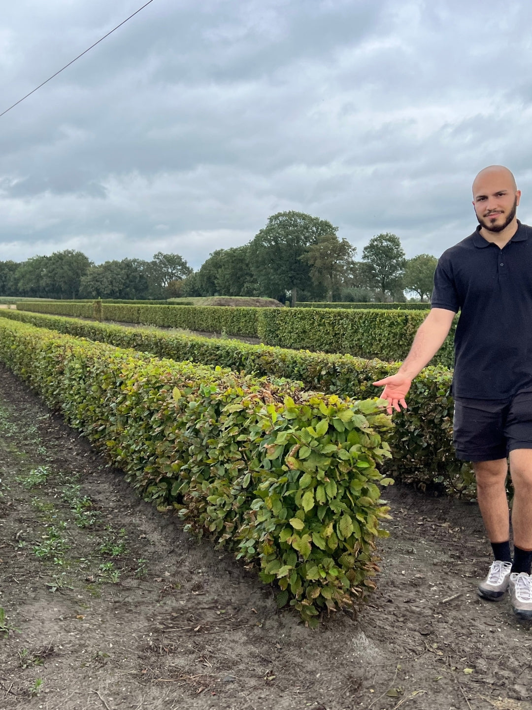Hornbeam | Carpinus Betulus | 1m Instant Hedging Length