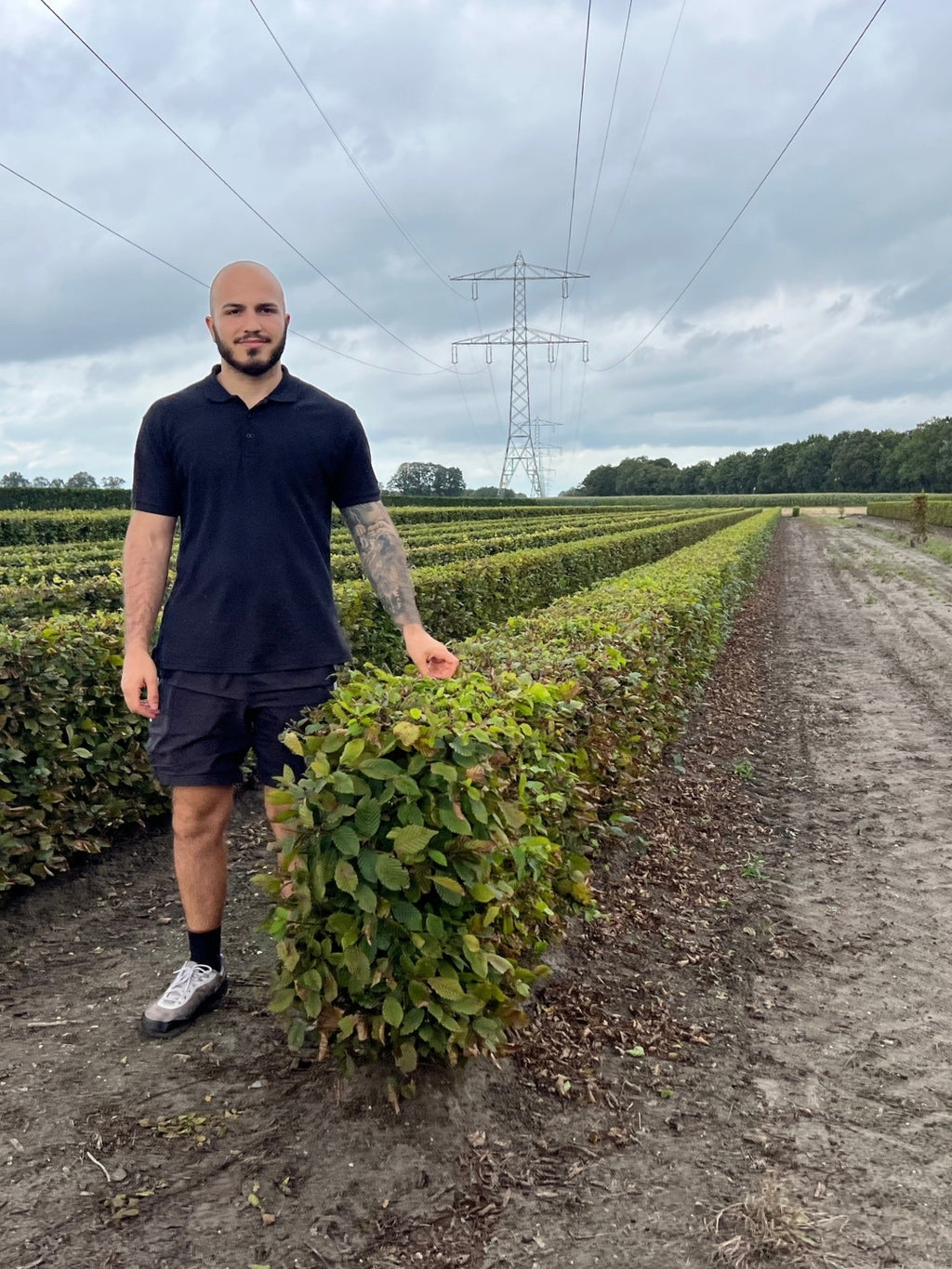 Hornbeam | Carpinus Betulus | 1m Instant Hedging Length