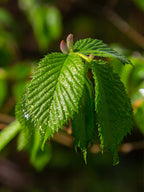 Hornbeam | Carpinus Betulus | 1m Instant Hedging Length