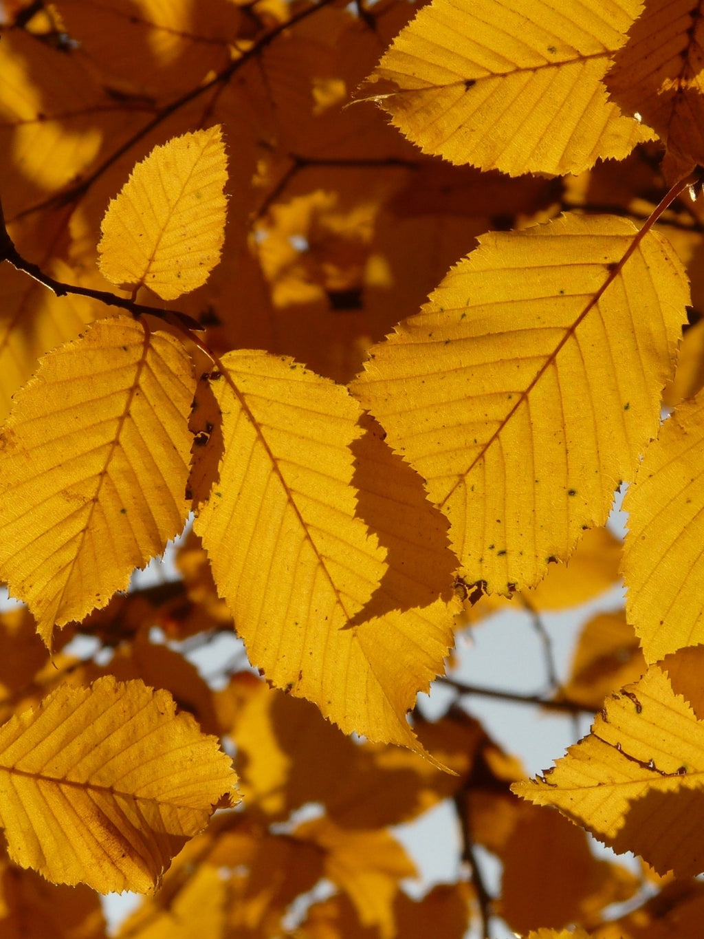 Hornbeam | Carpinus Betulus | 1m Instant Hedging Length
