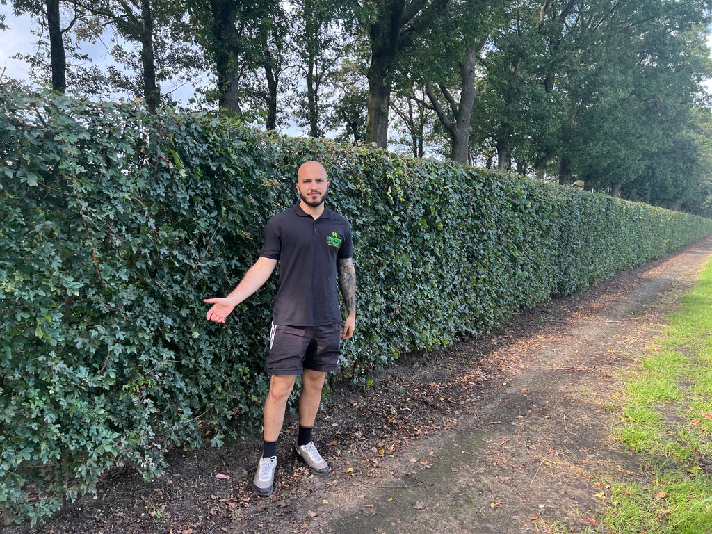 Field Maple | Acer Campestre | 1m Instant Hedging Length
