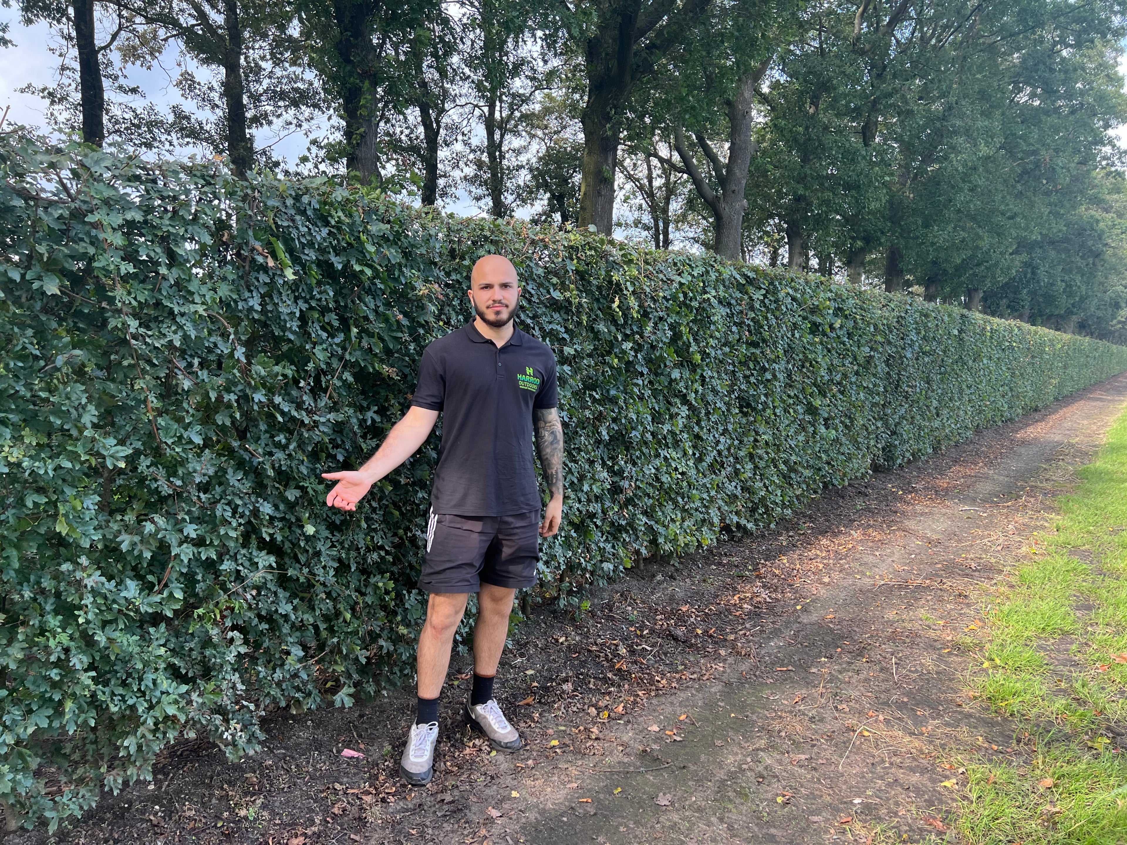 Field Maple | Acer Campestre | 1m Instant Hedging Length