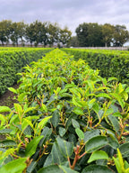 Portuguese Laurel | Prunus Lusitanica 'Angustifolia' | 1m Instant Hedging Length