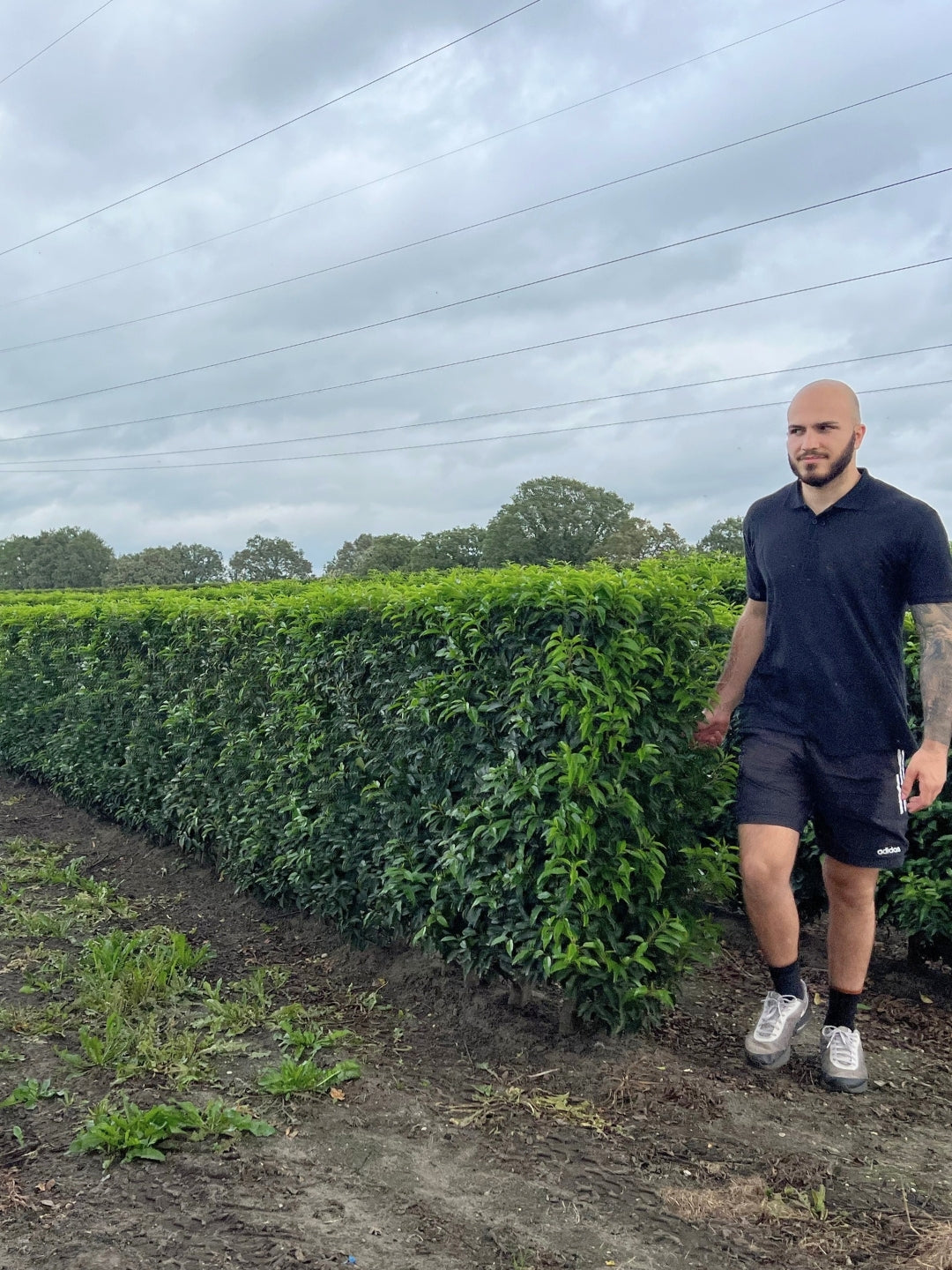Portuguese Laurel | Prunus Lusitanica 'Angustifolia' | 1m Instant Hedging Length