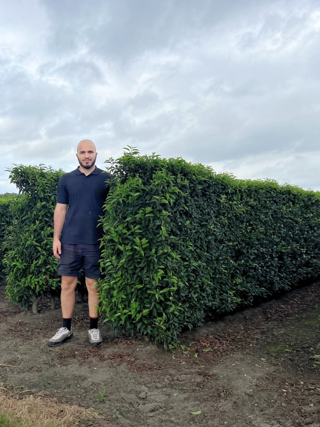 Portuguese Laurel | Prunus Lusitanica 'Angustifolia' | 1m Instant Hedging Length