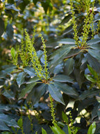 Portuguese Laurel | Prunus Lusitanica 'Angustifolia' | 1m Instant Hedging Length