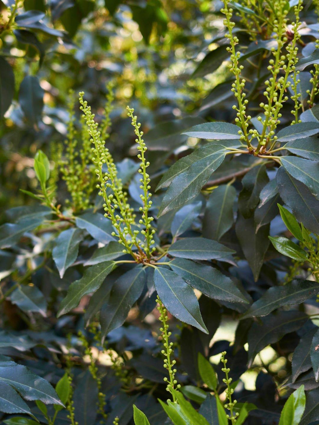 Portuguese Laurel | Prunus Lusitanica 'Angustifolia' | 1m Instant Hedging Length