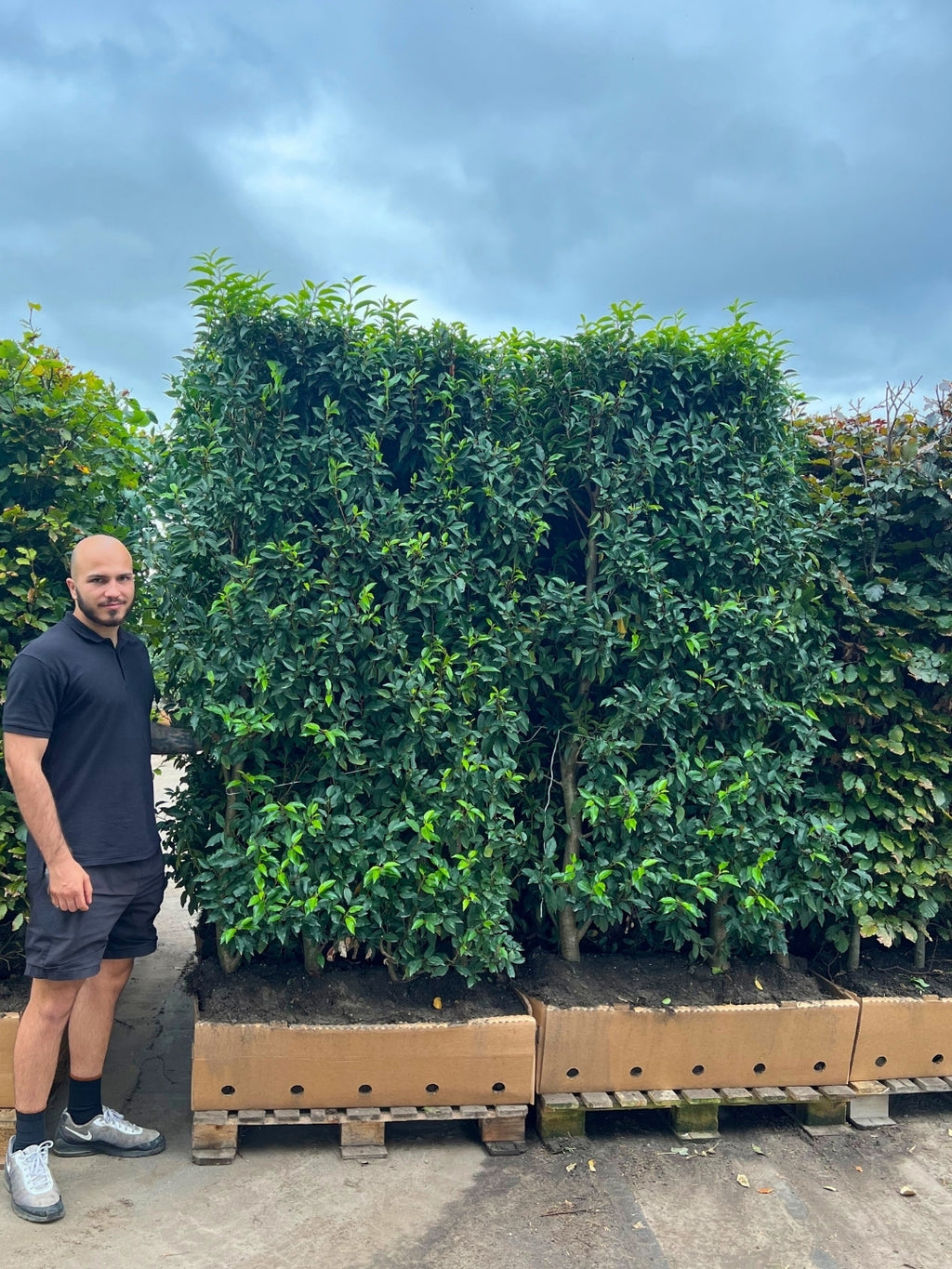 Portuguese Laurel | Prunus Lusitanica 'Angustifolia' | 1m Instant Hedging Length